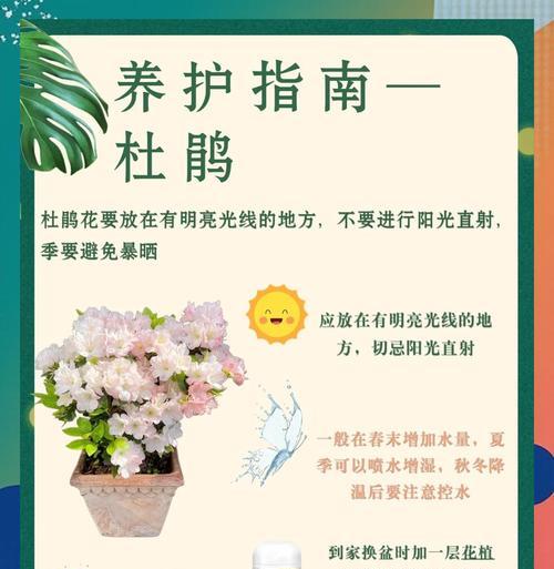 杜鹃花夏天浇水技巧有哪些？如何避免过度浇水？