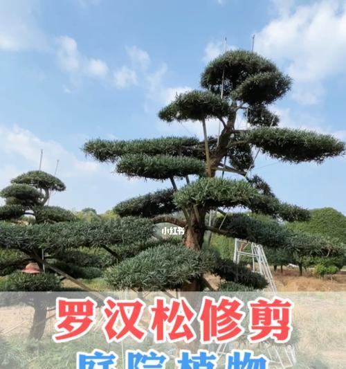 罗汉松什么时候剪枝？剪枝的最佳时间是什么时候？