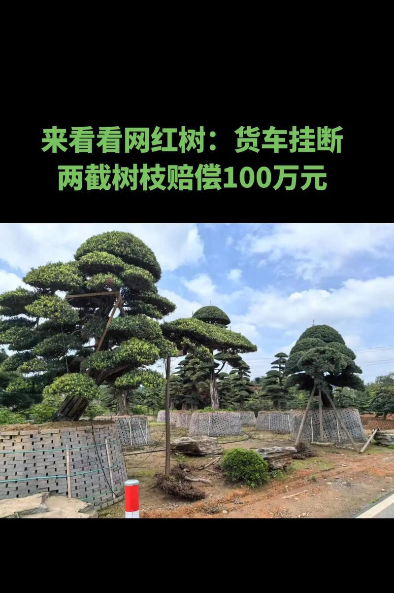 罗汉松什么时候剪枝？剪枝的最佳时间是什么时候？