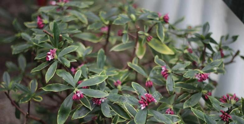 夏天梅花的养护要点是什么？如何安全度夏？