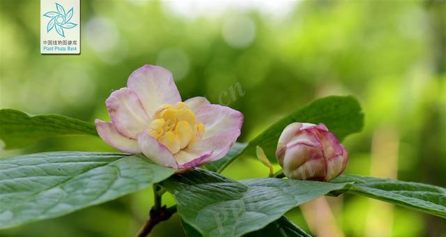 夏天梅花的养护要点是什么？如何安全度夏？