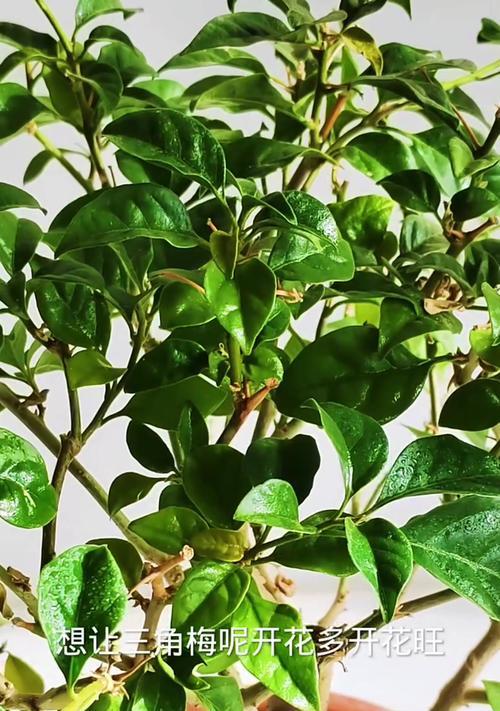 三角梅开花秘诀是什么？怎样促进三角梅多开花？
