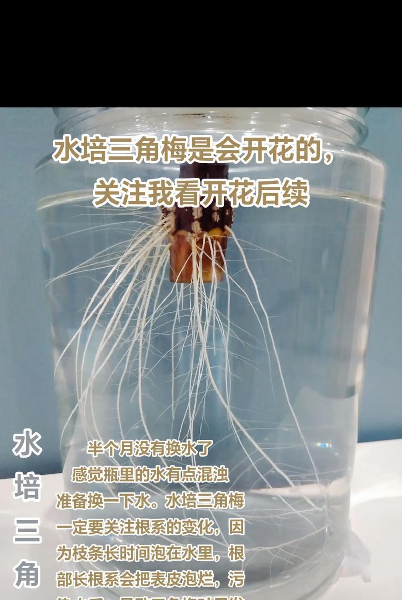 三角梅开花秘诀是什么？怎样促进三角梅多开花？