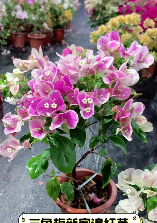 三角梅开花秘诀是什么？怎样促进三角梅多开花？