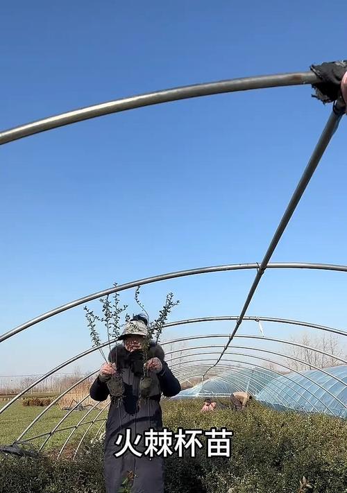 火棘苗种植的最佳方法是什么？