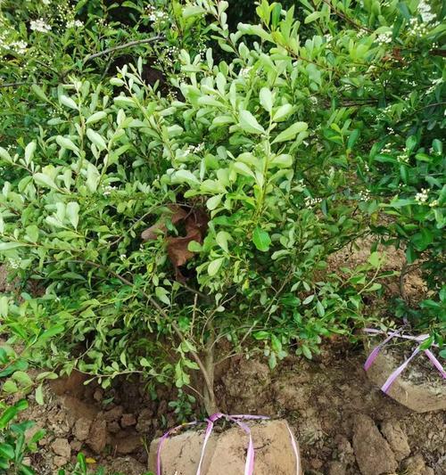 火棘苗种植的最佳方法是什么？