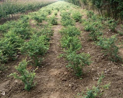 火棘苗种植的最佳方法是什么？