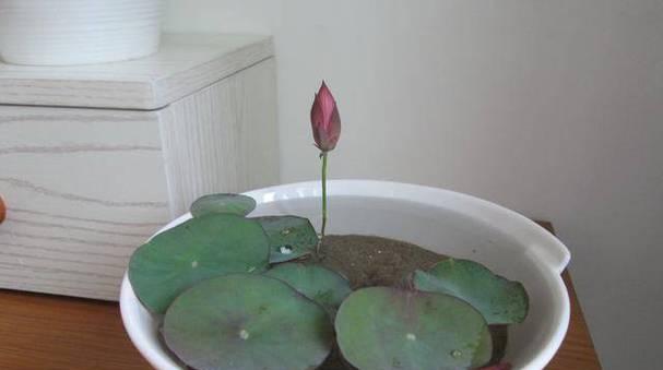 藕不开花的原因及解决办法？