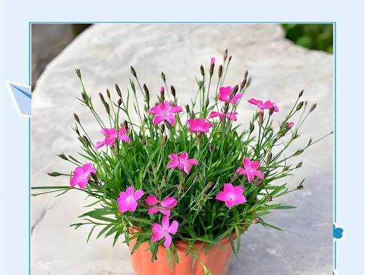 秋冬季适宜种植哪些花卉？