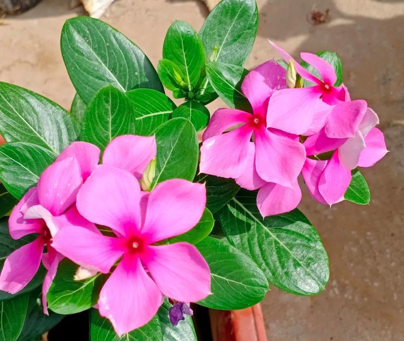 秋冬季适宜种植哪些花卉？
