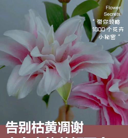 百合花养殖方法是什么？怎样才能开出更多花朵？