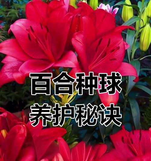 百合花养殖方法是什么？怎样才能开出更多花朵？
