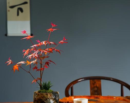 枫叶盆景的养护技巧和注意事项有哪些？