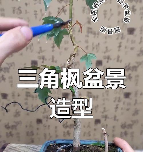 枫叶盆景的养护技巧和注意事项有哪些？