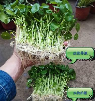 水养的植物有哪些好处？适合水养的植物有哪些？