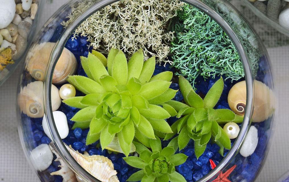 水养的植物有哪些好处？适合水养的植物有哪些？