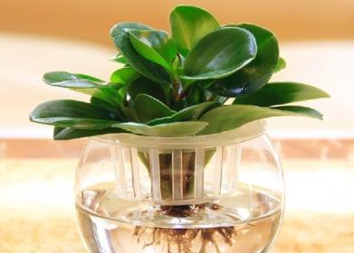 水养的植物有哪些好处？适合水养的植物有哪些？