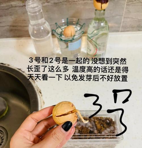 牛油果种子发芽的正确方法是什么？
