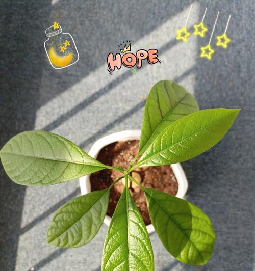 牛油果种子发芽的正确方法是什么？