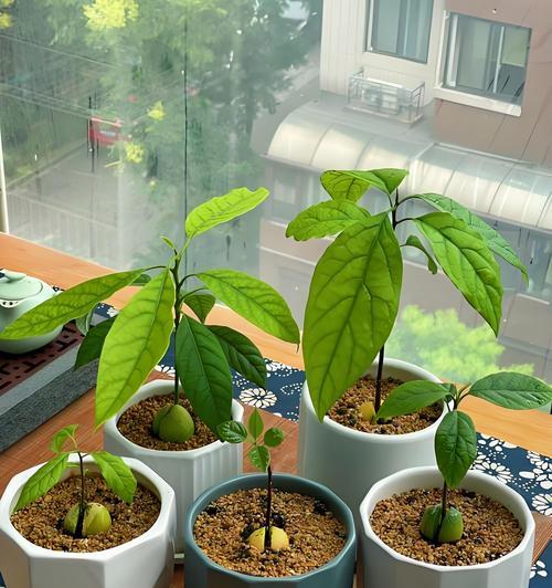 牛油果种子发芽的正确方法是什么？
