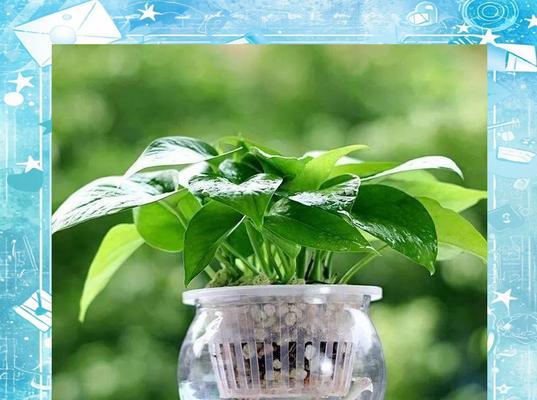 水养绿萝的正确方法是什么？如何使其生长茂盛？