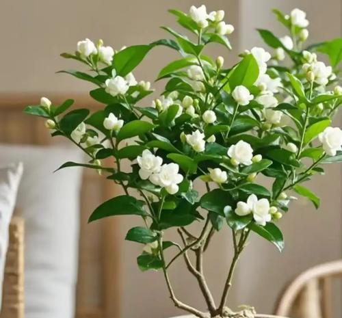 什么时候种花最好？春季种植花卉的黄金时间是什么时候？