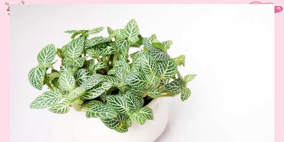网纹草的养护要点是什么？如何保持其美观？