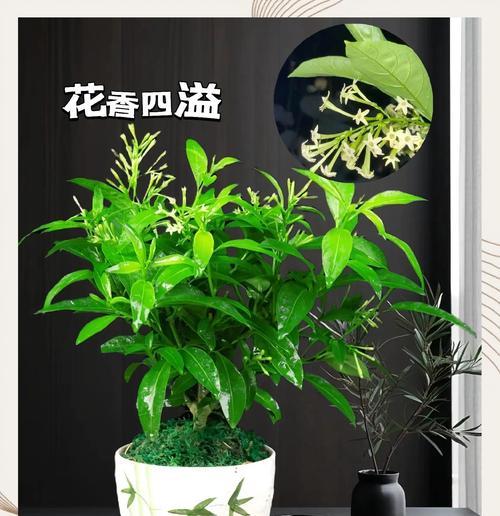 夜来香种植的正确步骤是什么？