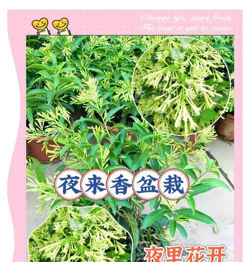 夜来香种植的正确步骤是什么？