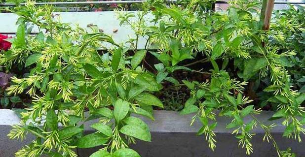 夜来香种植的正确步骤是什么？
