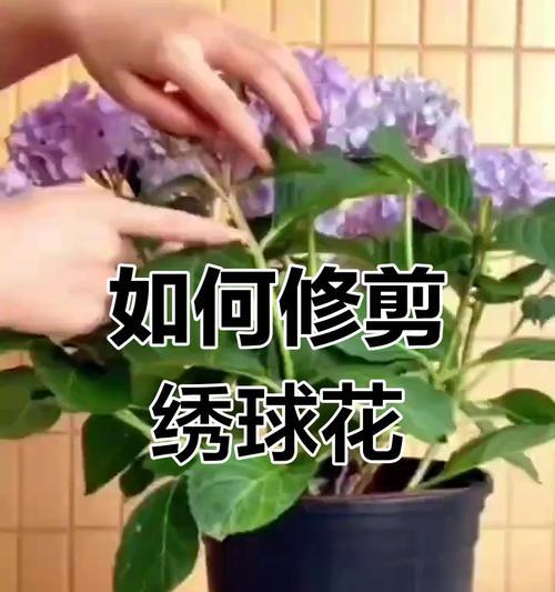 花卉修剪的正确方法和技巧是什么？