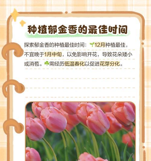 郁金香种植的步骤和注意事项是什么？