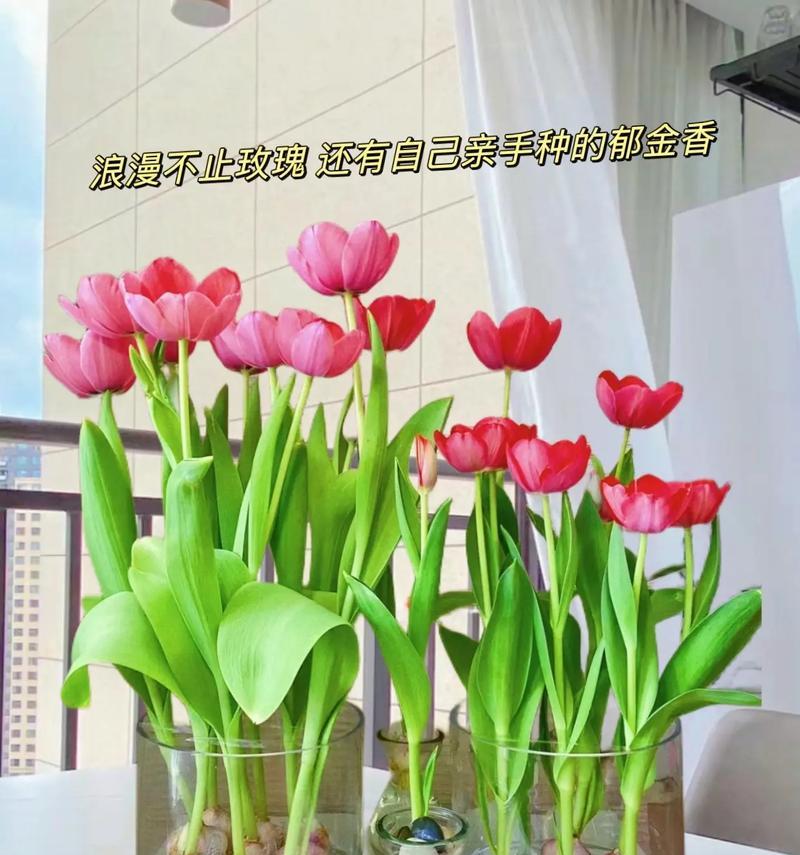 郁金香种植的步骤和注意事项是什么？
