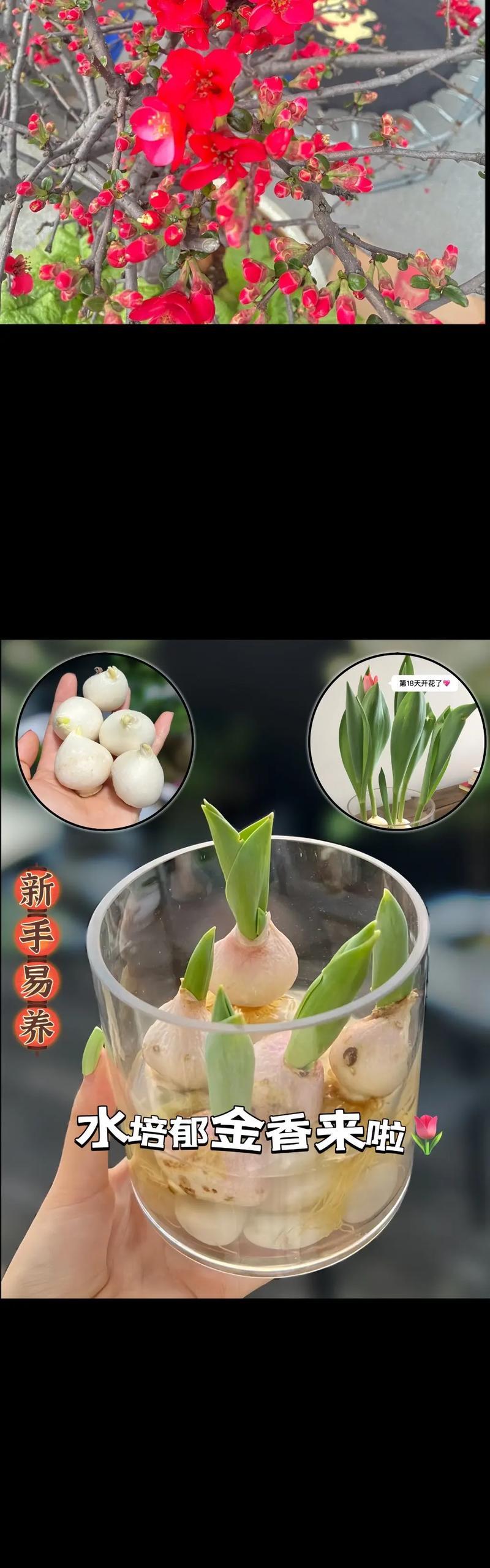郁金香种植的步骤和注意事项是什么？