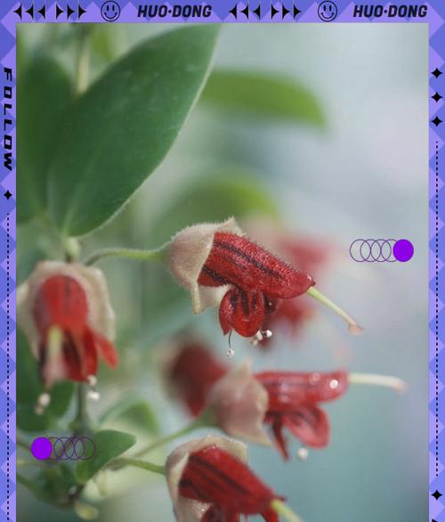 口红花的养殖方法是什么？怎样才能养好口红花？