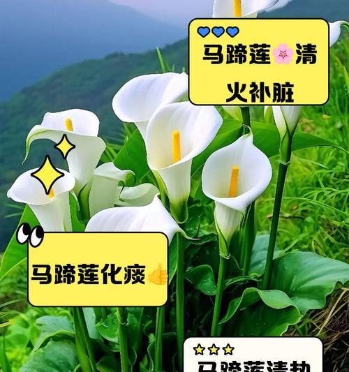 马蹄莲的种植技巧是什么？