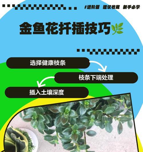 绿帝王扦插成功的关键是什么？