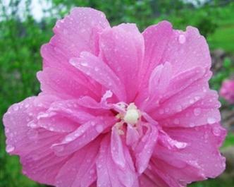 绿化花卉品种大全包括哪些？如何选择适合的绿化花卉？