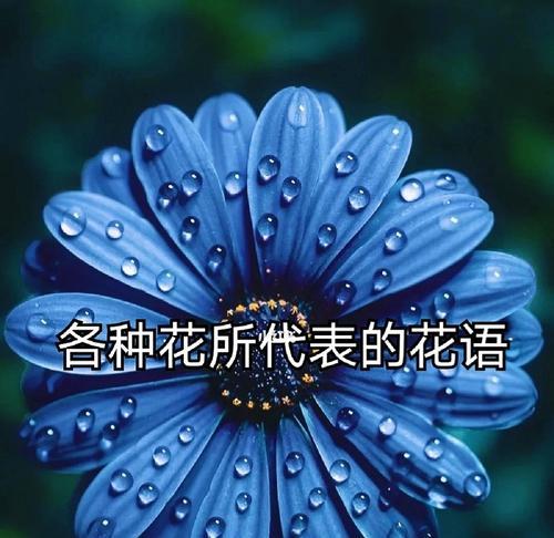君子兰叶子整齐的养护技巧是什么？