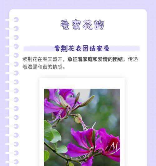 君子兰叶子整齐的养护技巧是什么？