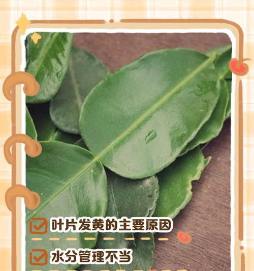 柠檬树换土的最佳时机是什么时候？
