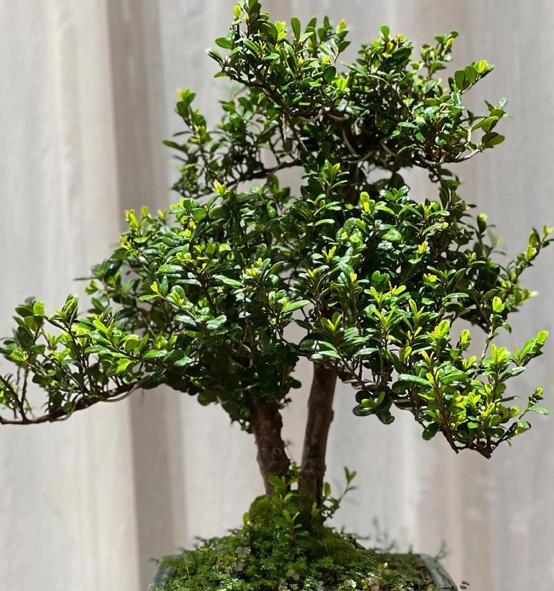 绿宝石植物的养护技巧有哪些？