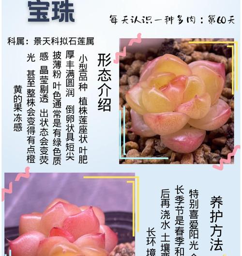 绿宝石植物的养护技巧有哪些？