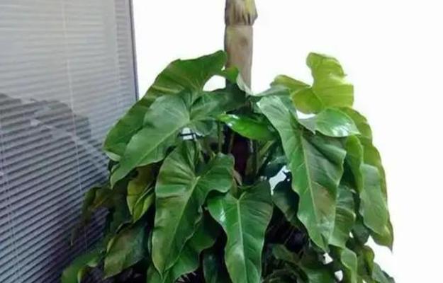 绿宝石植物的养护技巧有哪些？