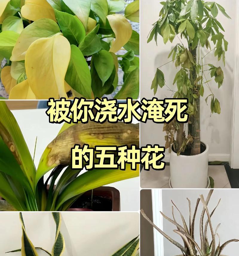 花卉浇水的最佳时间和方法是什么？
