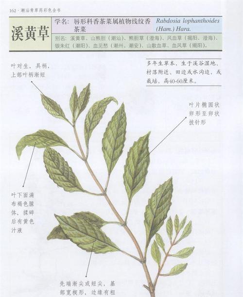 香胡子草的用途和功效是什么？