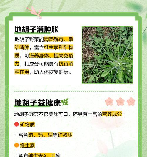 香胡子草的用途和功效是什么？