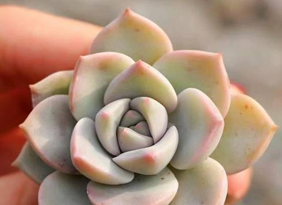白牡丹繁殖方法是什么？