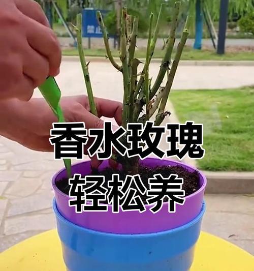 袖珍玫瑰的养殖技巧有哪些？怎样才能开花更多？