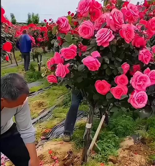袖珍玫瑰的养殖技巧有哪些？怎样才能开花更多？